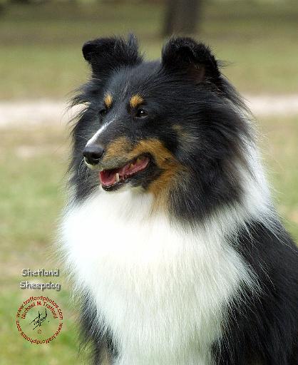 Shetland Sheepdog 9J090D-04.JPG